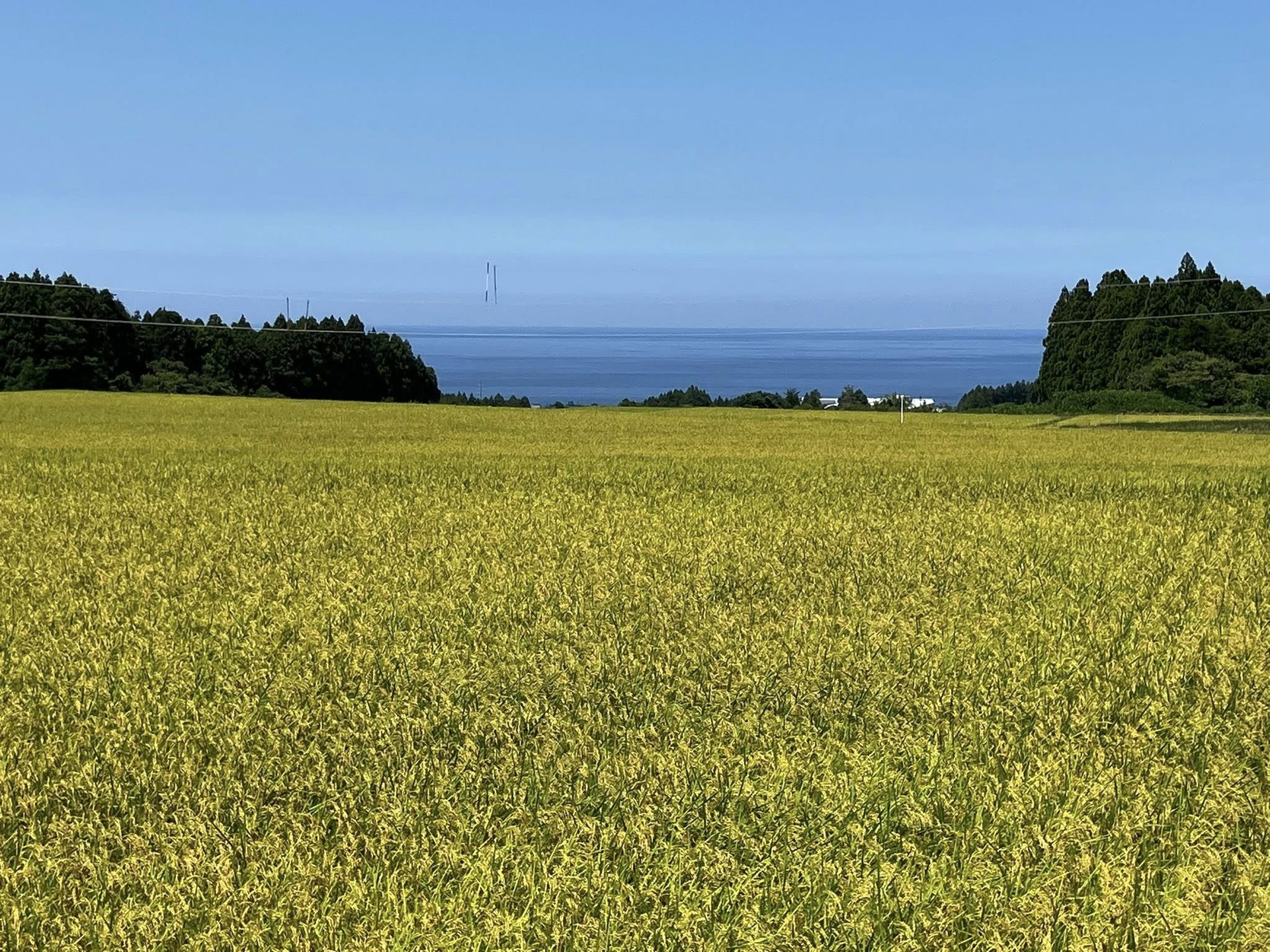 上越・日本海を望む黄金色の田んぼ