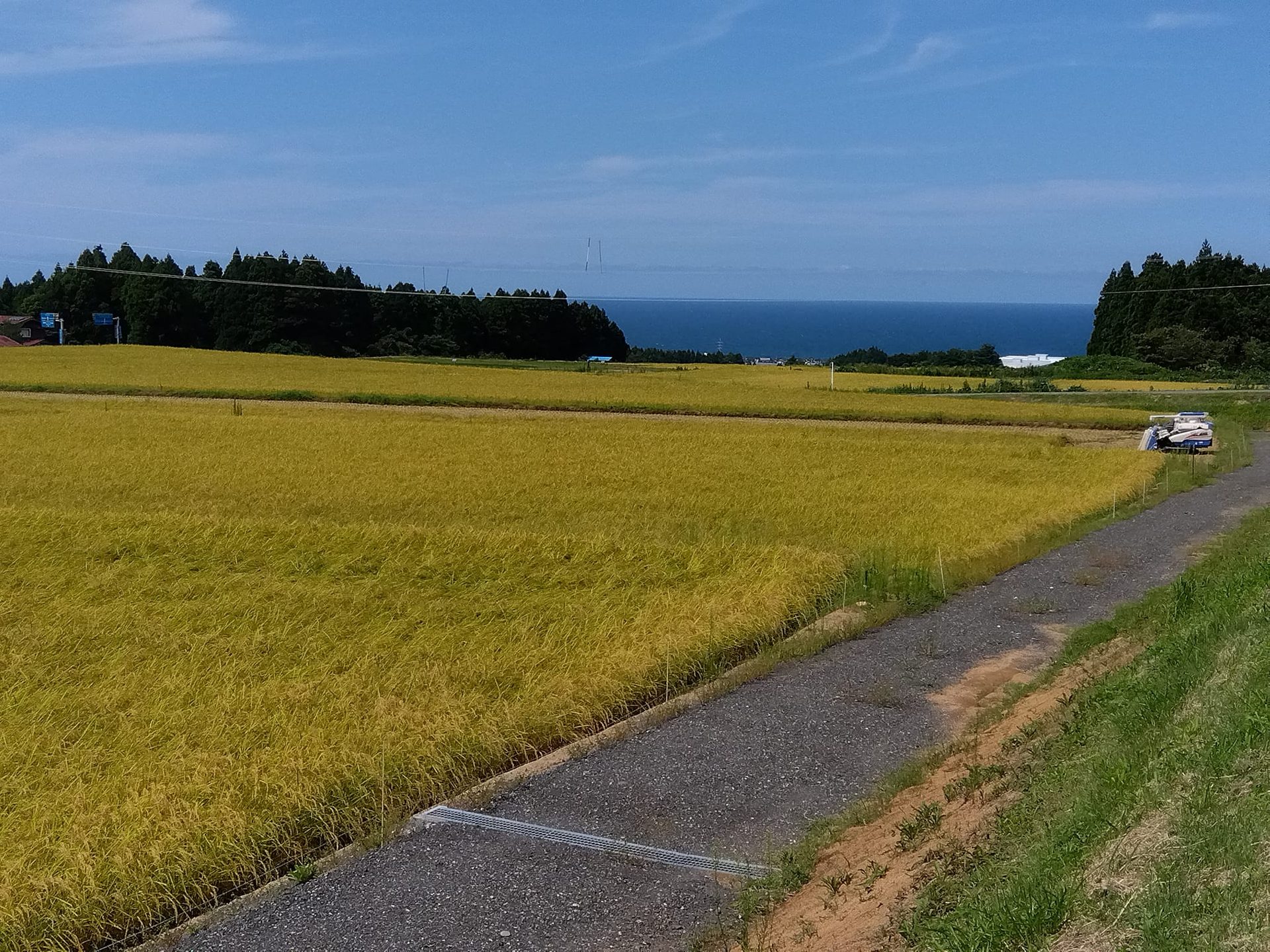 上越の里山と黄金色に実った田んぼ